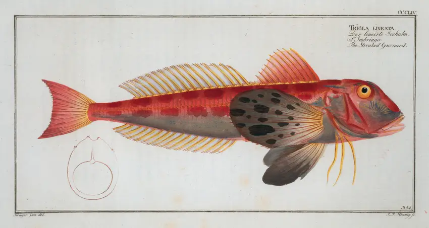 Trigla lineata, The Streaked Gurnard. (1785-1797)